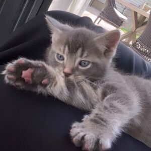 Meet your Posher, Ikram